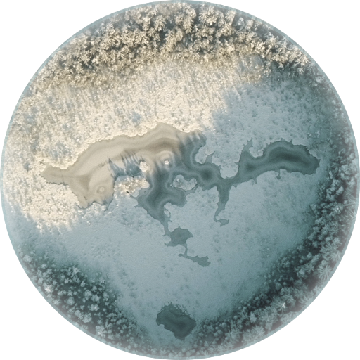 Aiko wildwood — logo